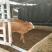 西门塔尔牛犊100~200kg