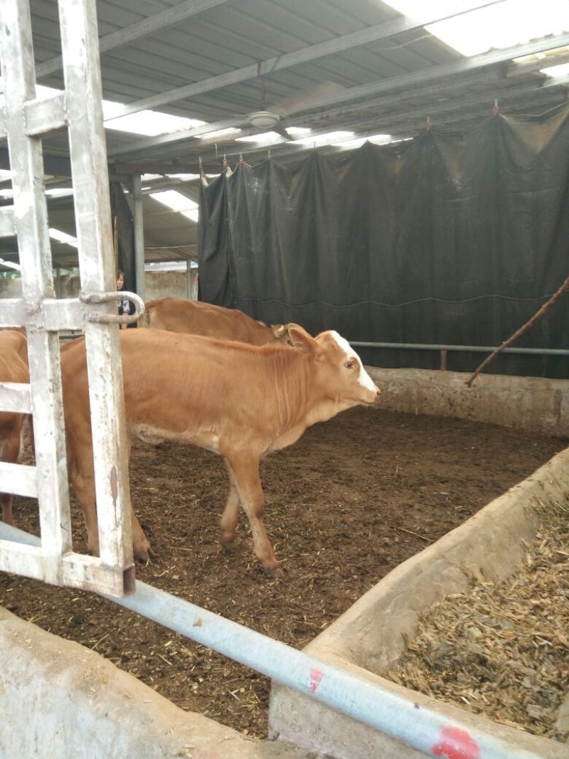 西门塔尔牛犊100~200kg