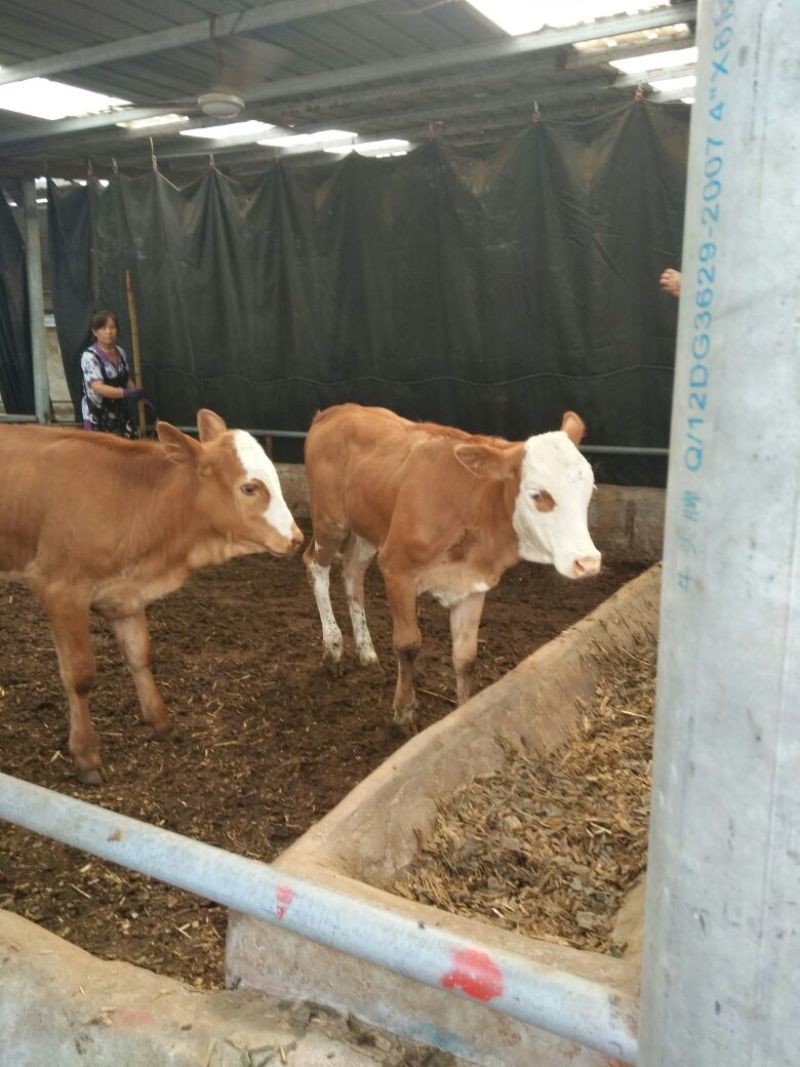 西门塔尔牛犊100~200kg