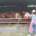 西门塔尔牛犊100~200kg