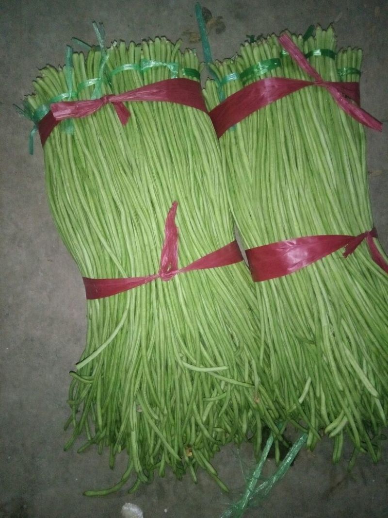 【推荐】产地大量供应精品长豆角，人工包装冷库齐全