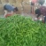 301辣椒15~20厘米微辣青