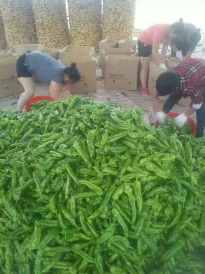 301辣椒15~20厘米微辣青