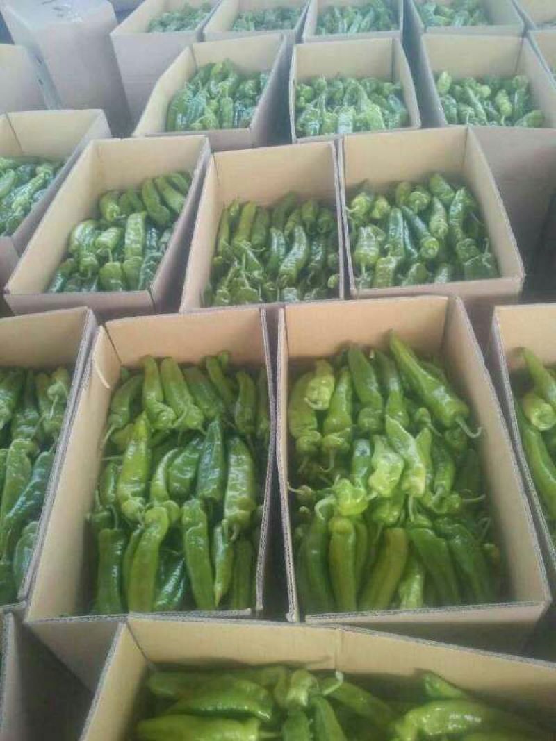 301辣椒15~20厘米微辣青