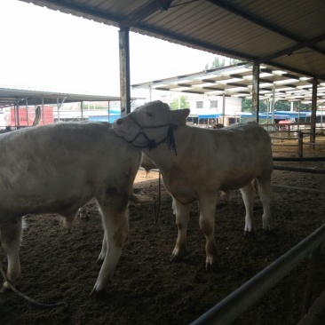 夏洛莱牛犊100~200kg