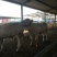 夏洛莱牛犊100~200kg