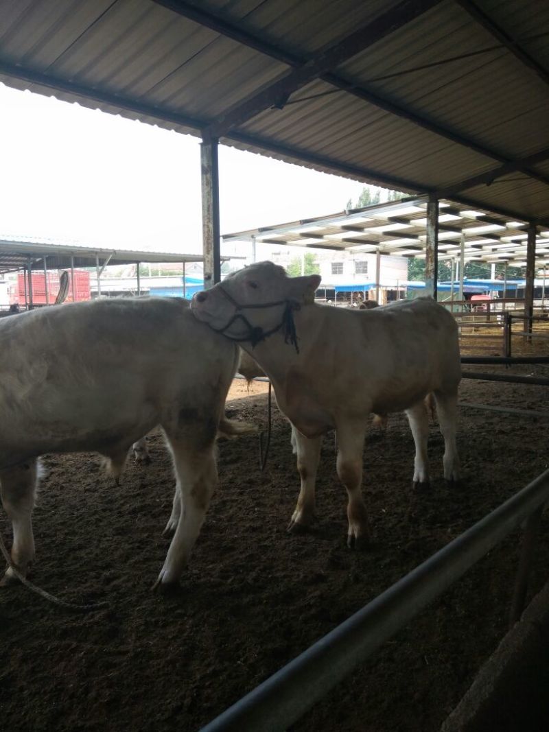 夏洛莱牛犊100~200kg