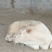 夏洛莱牛犊100~200kg