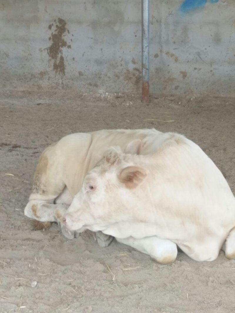 夏洛莱牛犊100~200kg