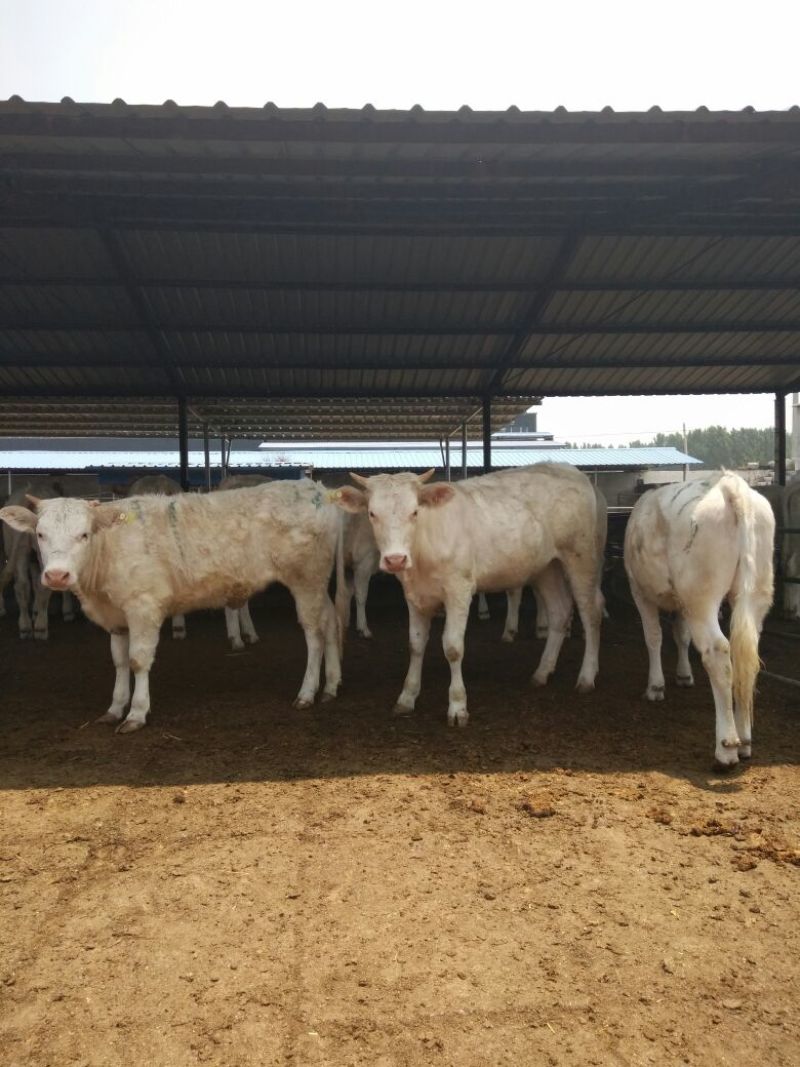 夏洛莱牛犊100~200kg