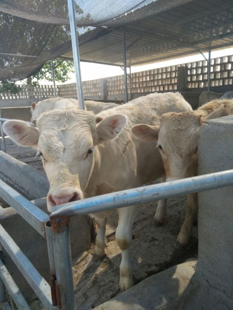 夏洛莱牛犊100~200kg