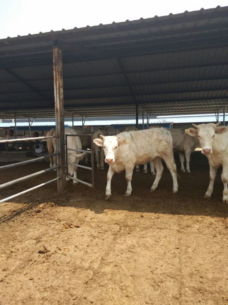 夏洛莱牛犊100~200kg