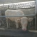 夏洛莱牛犊100~200kg
