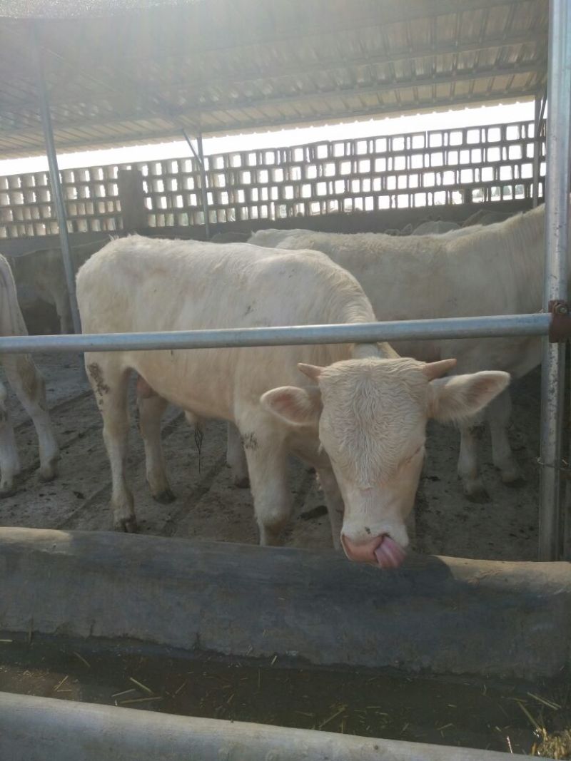 夏洛莱牛犊100~200kg