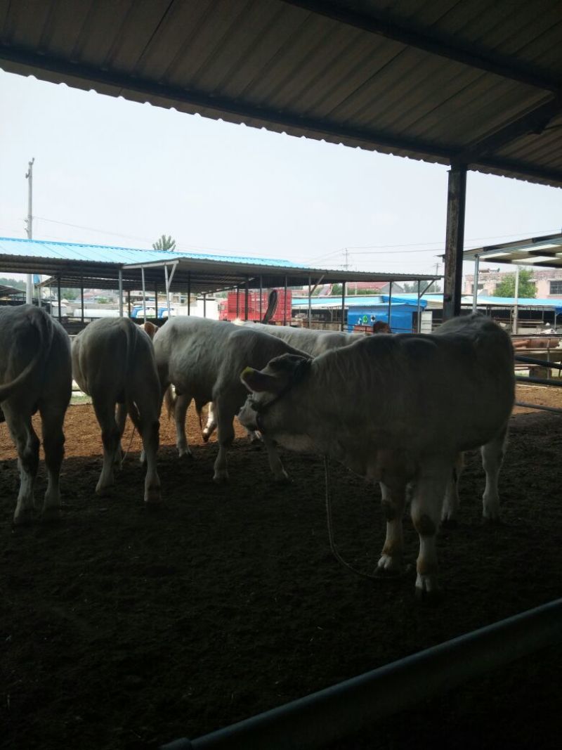 夏洛莱牛犊100~200kg