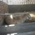 夏洛莱牛犊100~200kg