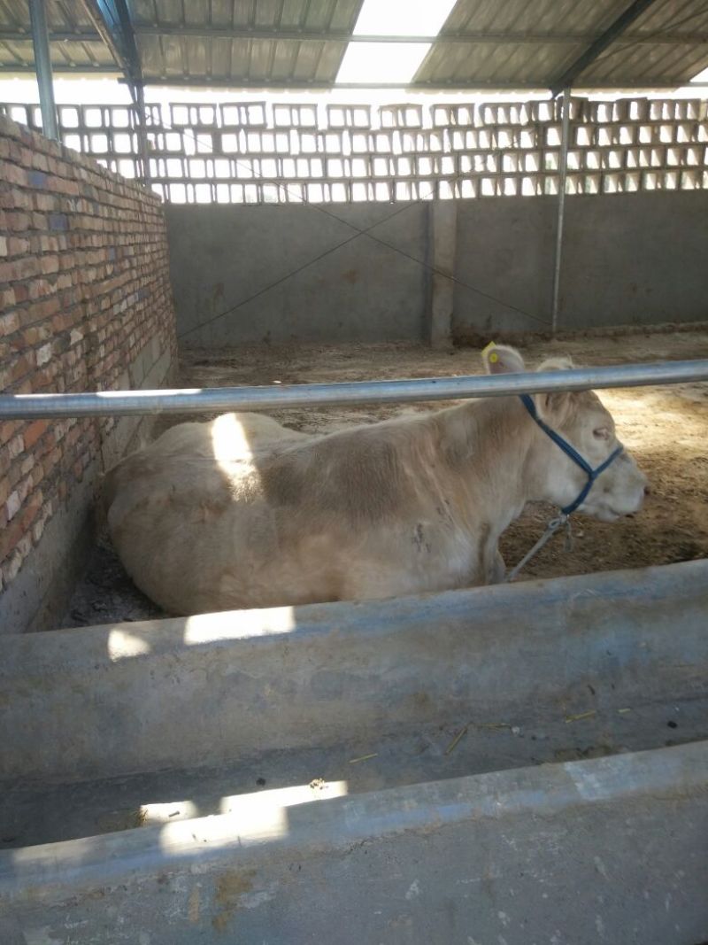 夏洛莱牛犊100~200kg