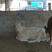 夏洛莱牛犊100~200kg