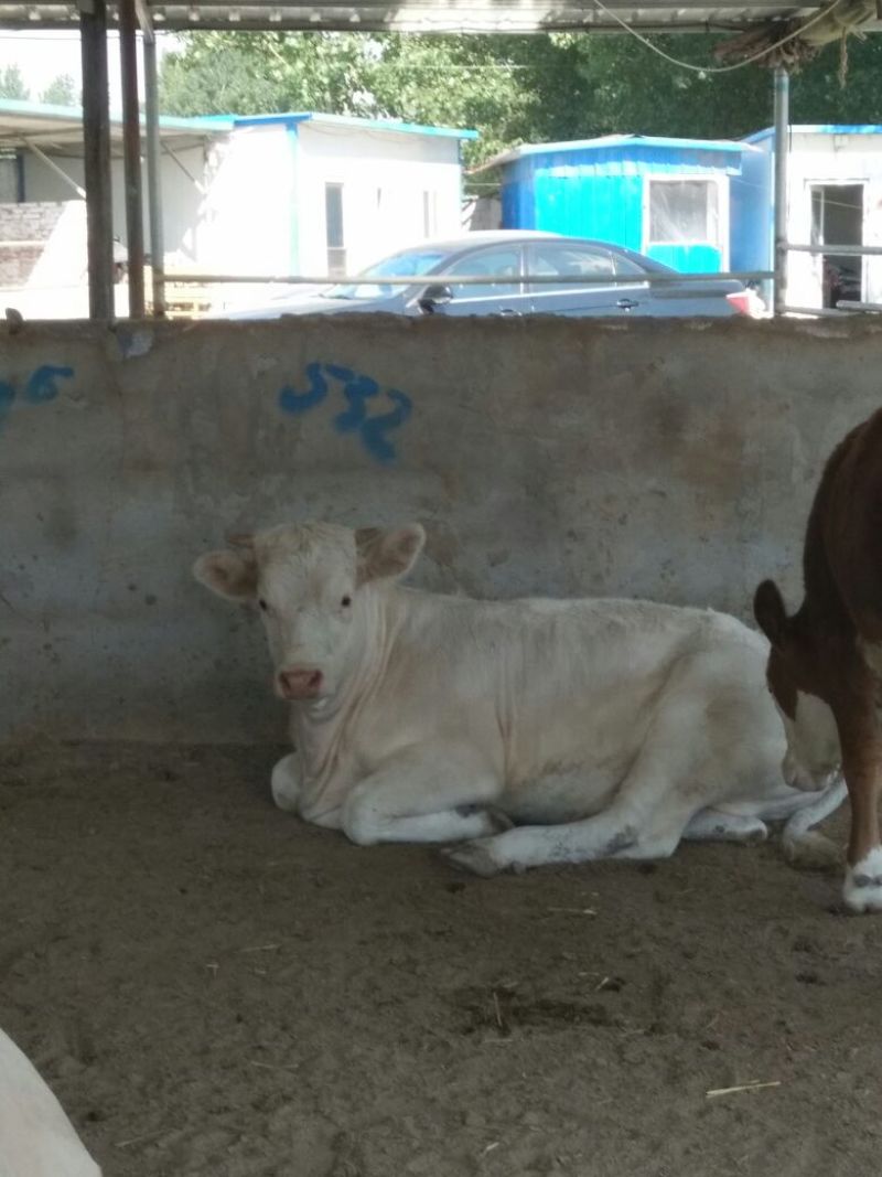 夏洛莱牛犊100~200kg