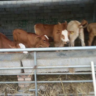 育肥牛犊100~200kg