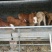 育肥牛犊100~200kg