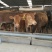 育肥牛犊100~200kg