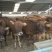 育肥牛犊100~200kg