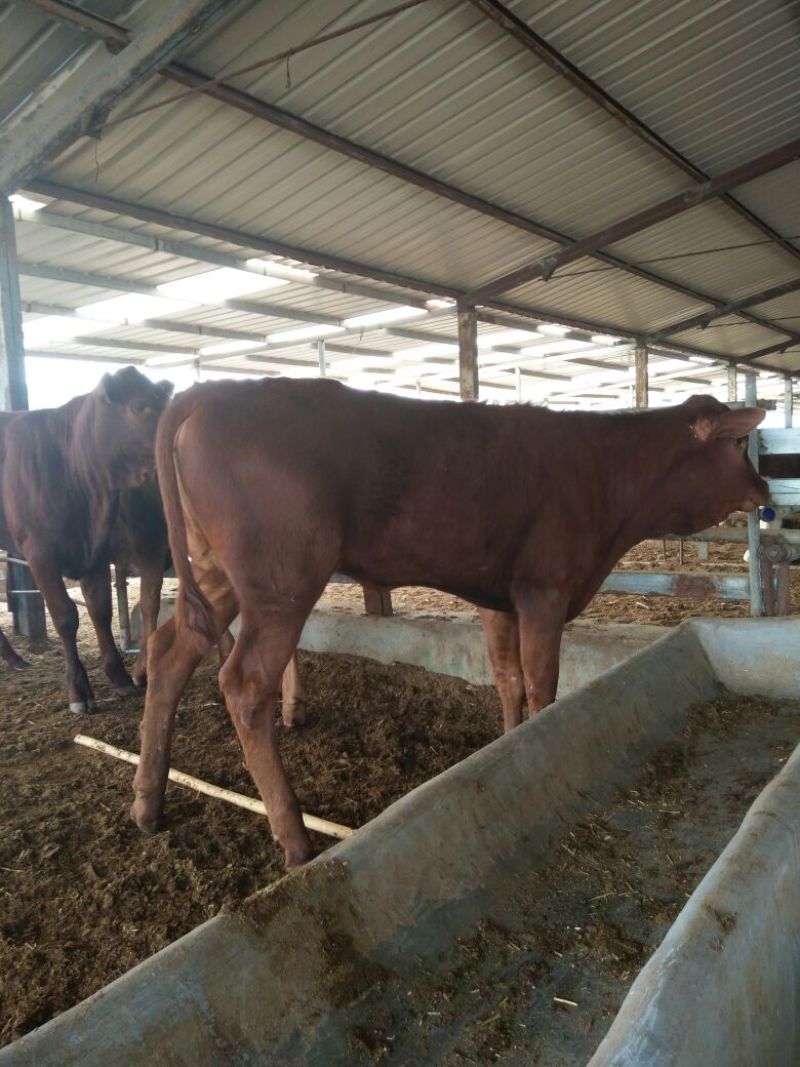 育肥牛犊100~200kg