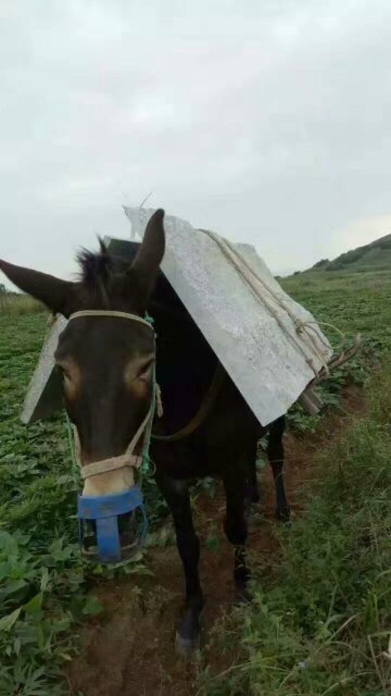 骡子400kg以上