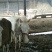 矮马100~200kg