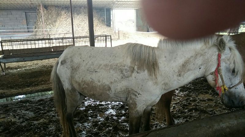 矮马100~200kg
