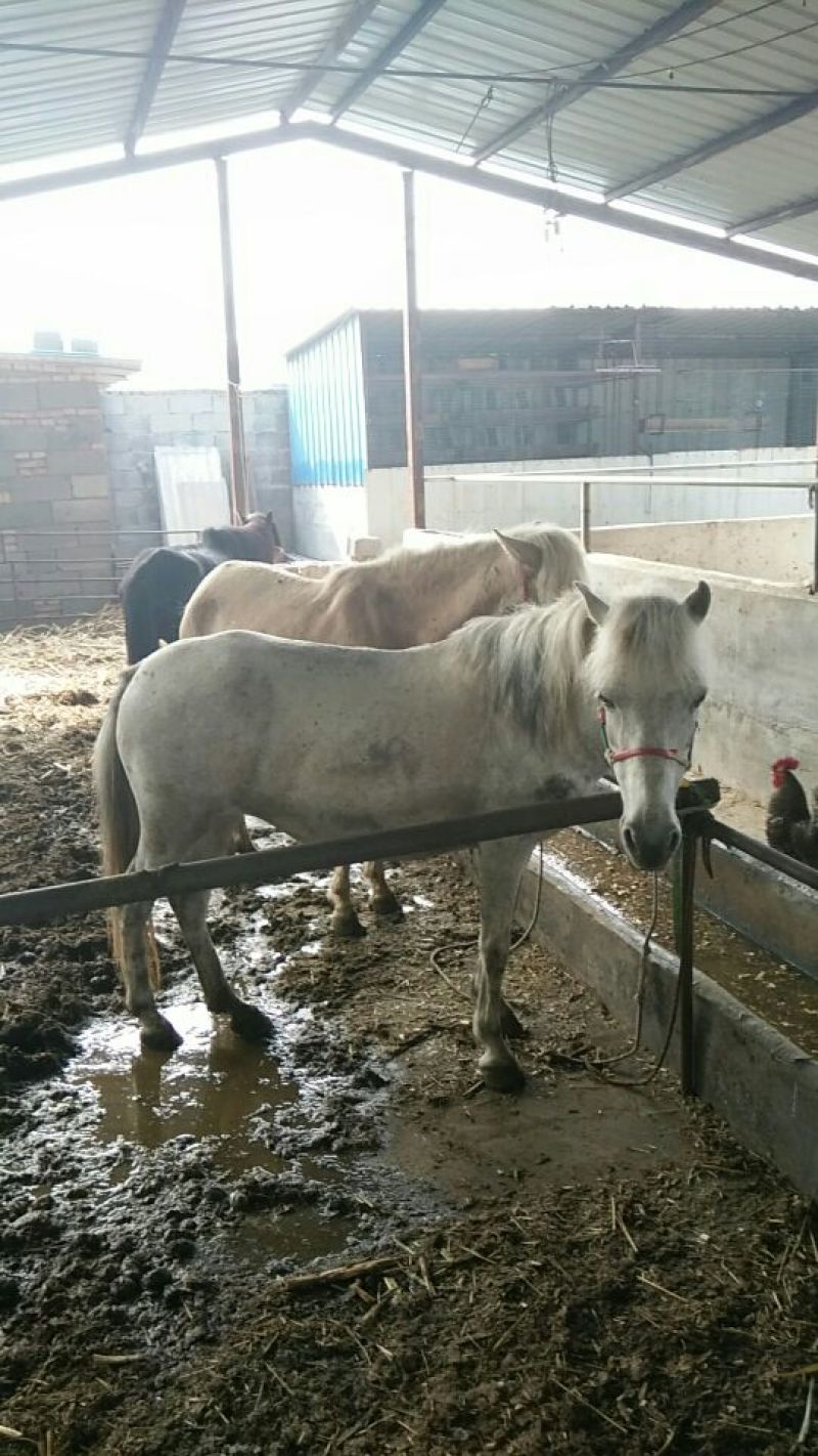 矮马100~200kg