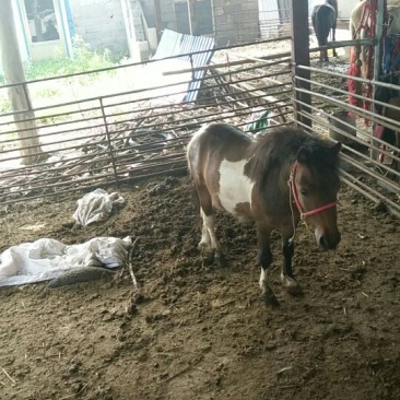 矮马100~200kg