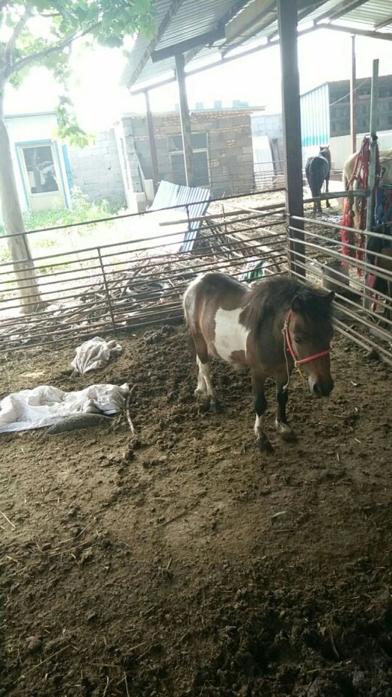 矮马100~200kg