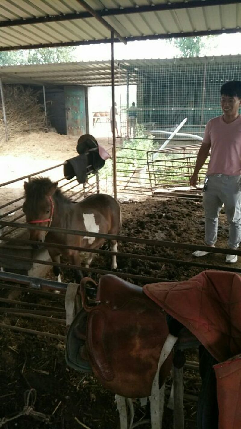 矮马100~200kg