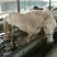 矮马100~200kg