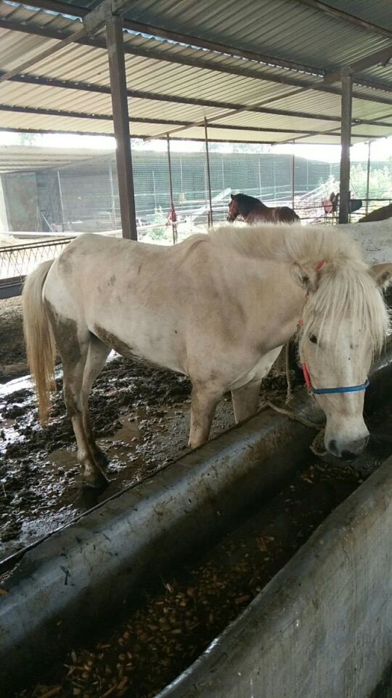 矮马100~200kg