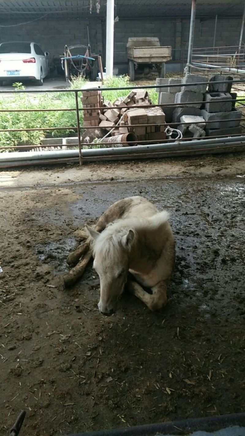 矮马100~200kg