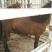 矮马100~200kg