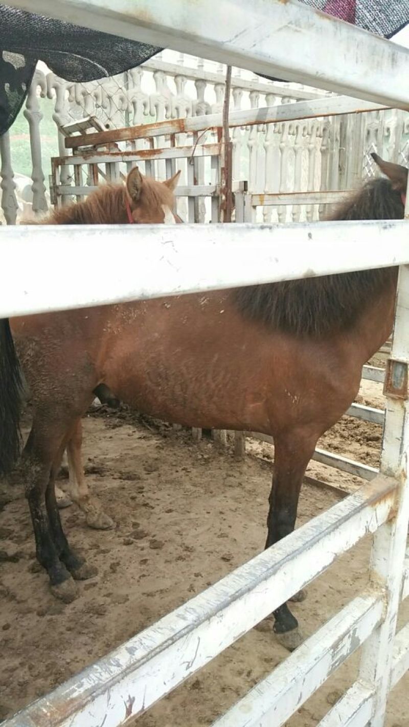 矮马100~200kg