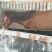 矮马100~200kg
