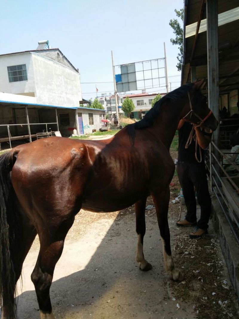 伊犁马400~500kg