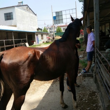 伊犁马400~500kg
