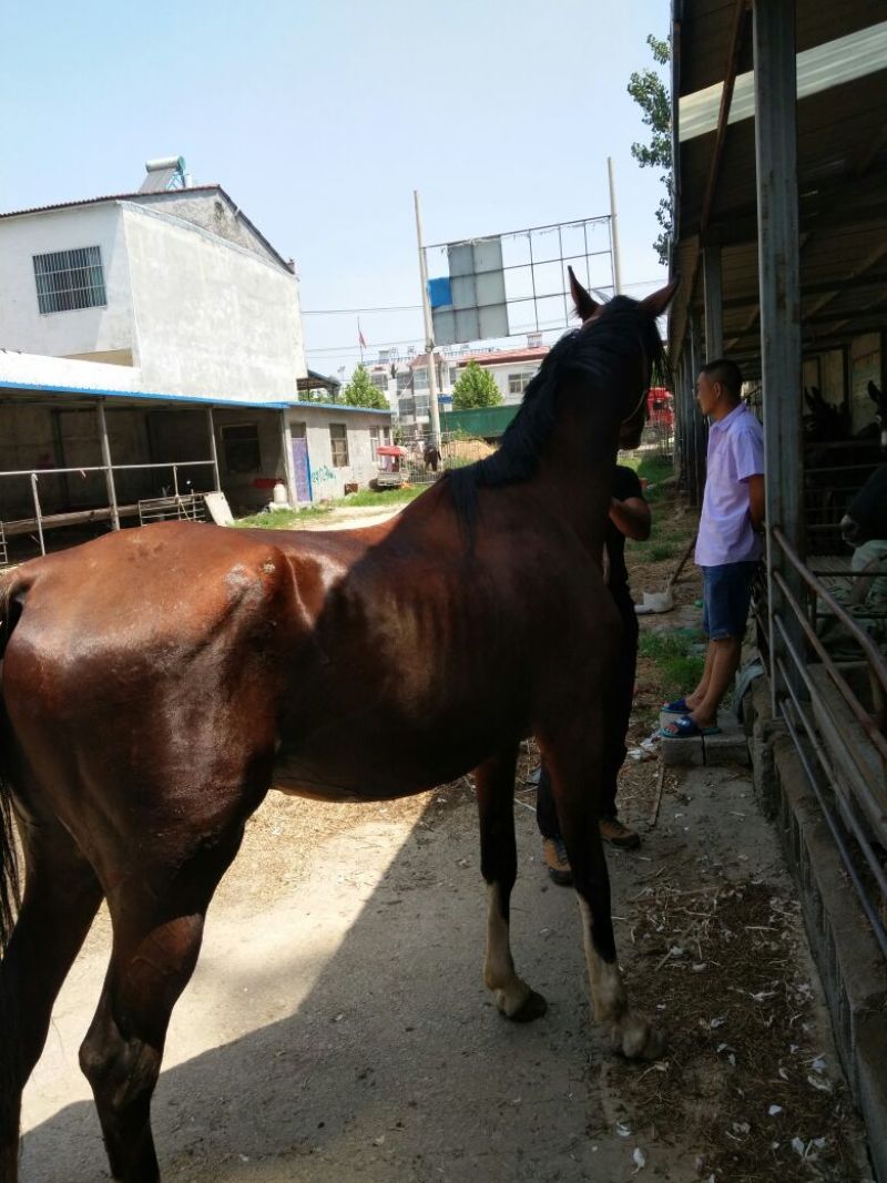 伊犁马400~500kg