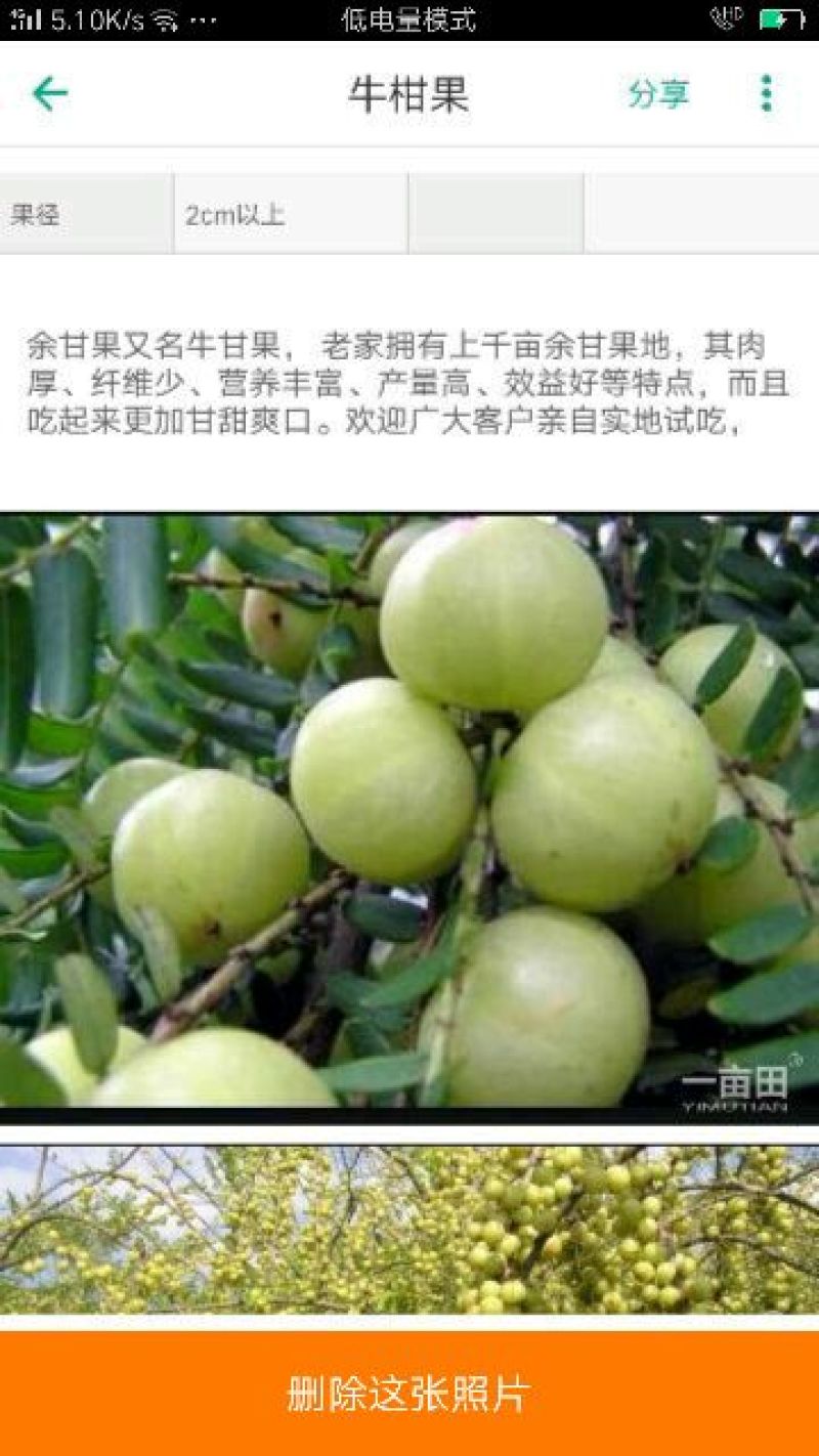 牛柑果2cm以上