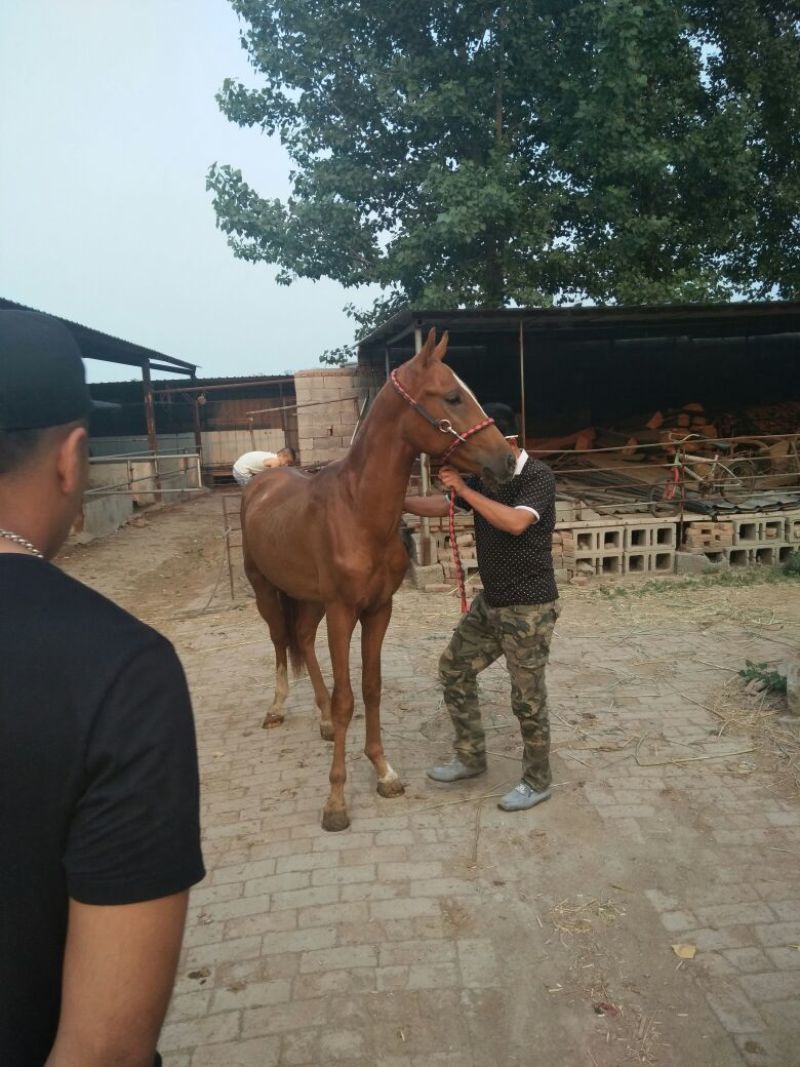 半血马400~500kg