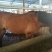 半血马400~500kg
