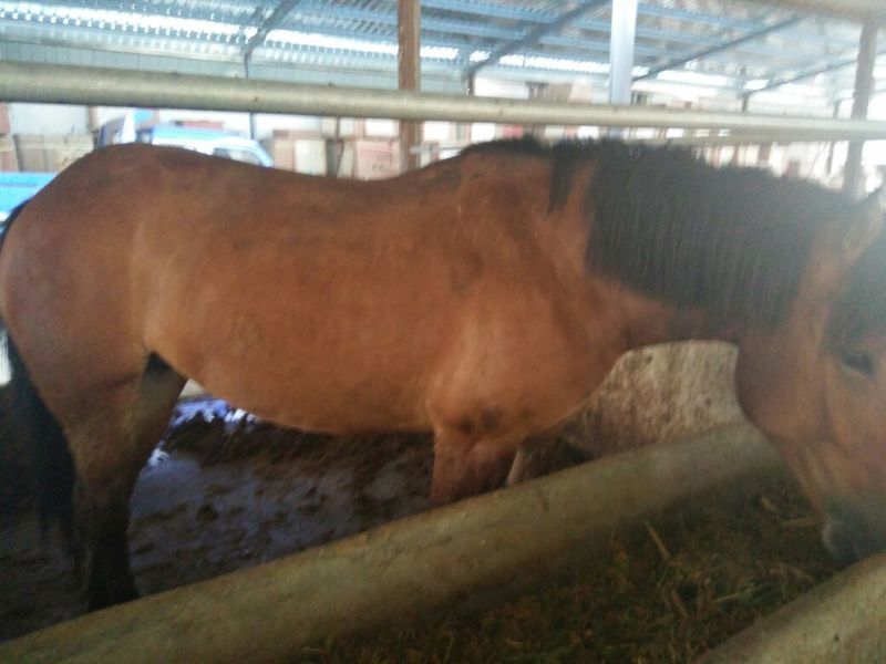 半血马400~500kg