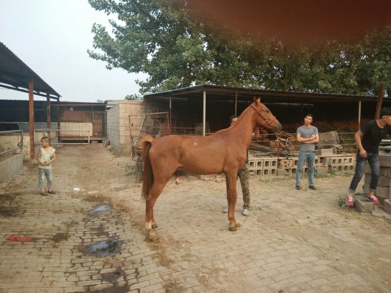 半血马400~500kg