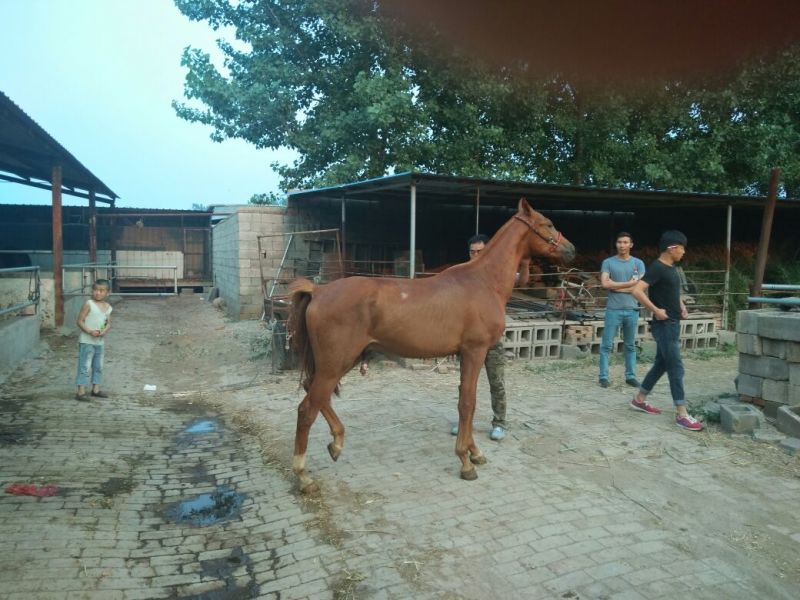 半血马400~500kg